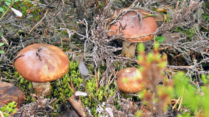 Выглядят аппетитно и вкусно пахнут: Эксперты назвали ядовитые грибы, которые можно принять за съедобные