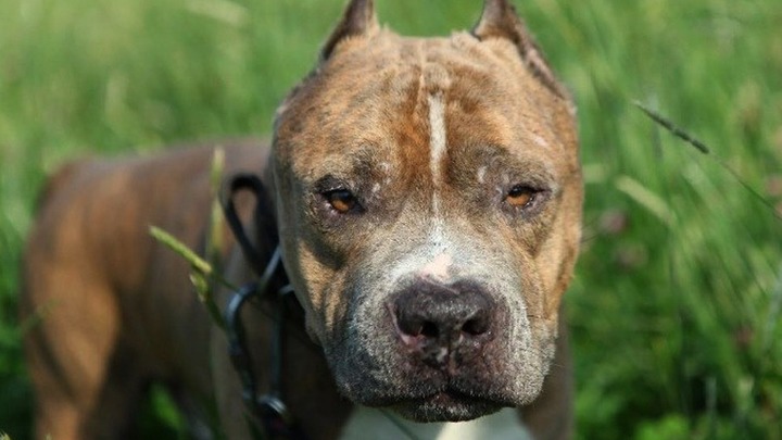 Душа-пес: Переживший смертельное ДТП стаффордширский терьер не утратил любви к людям
