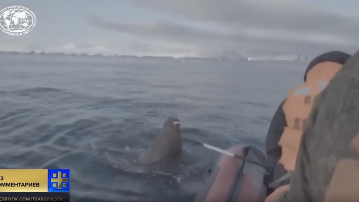 Срочно, срочно! Наехали на моржа! От разгневанного животного ученых спасли только военные - видео