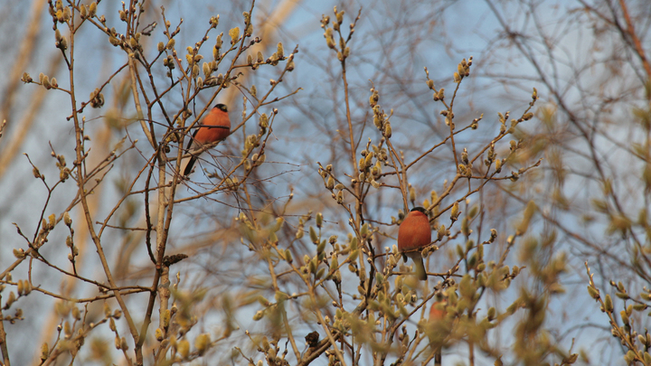 Думал, сбили, а они живые, просто замерзли: В Томске от мороза снегири падают в снег