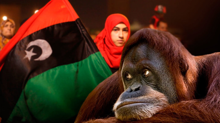 Ливия: Обезьянья война