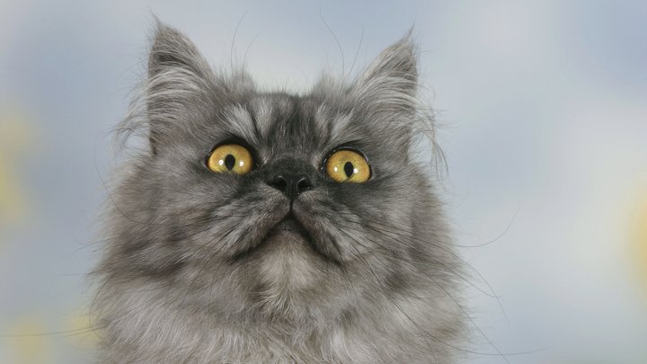 Он там один, а вокруг - коронавирус: Российские чиновники помогли спасти котика из Китая