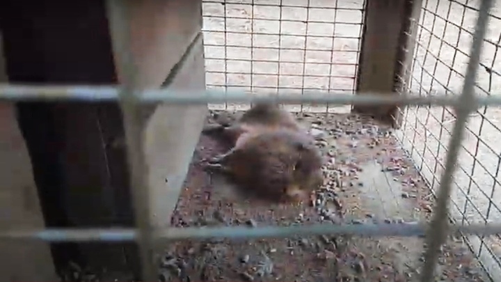 В контактном зоопарке Челябинска нашли мертвую ондатру