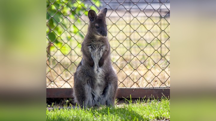 В челябинском зоопарке родился кенгуру