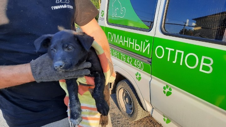 В Челябинске ради спасения щенка сломали стену дома