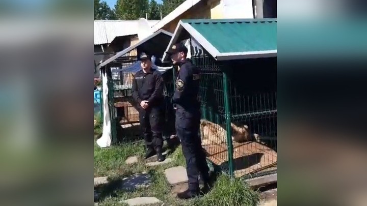 В Челябинске к спасенному львенку Симбе приставили охрану
