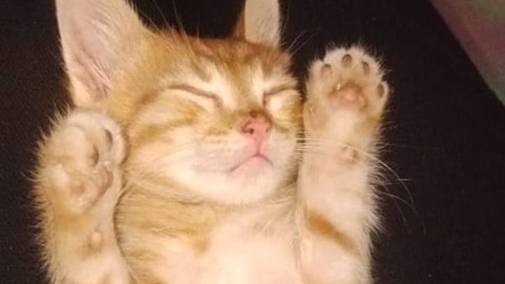 «У меня же лапки!»: в Анапе котенок ворует деньги из паба