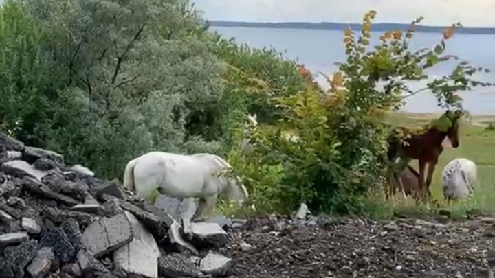 Экологическое бедствие: берег Шершней завалили кучами старого асфальта