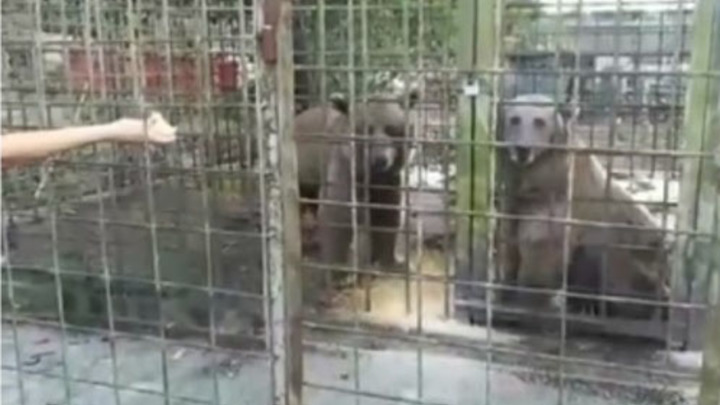 В Сочи дикие медведи могли напасть на ребенка из-за неправильного содержания