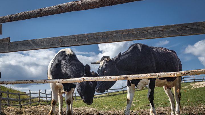 Новосибирским фермерам запретили вывозить говядину из-за ящура