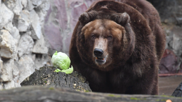 Всё, пошёл!: В Хабаровском крае мужчина покормил медведя около трассы