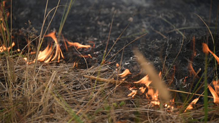 Глава МЧС заявил о поджогах в рязанских лесах