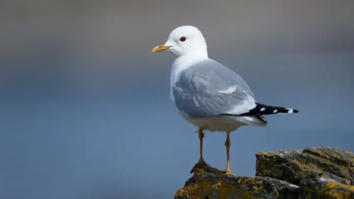 Птица-киборг: на Сахалине агрессивная чайка атаковала туристку и пробила затылок до сотрясения. Видео.