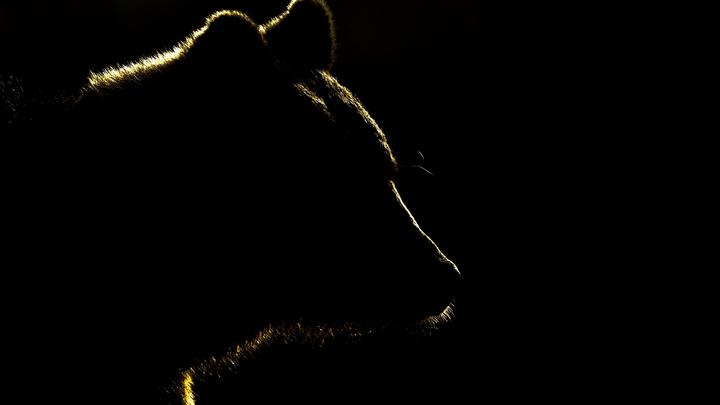 Тень медведя над планетой: хватит оправдываться