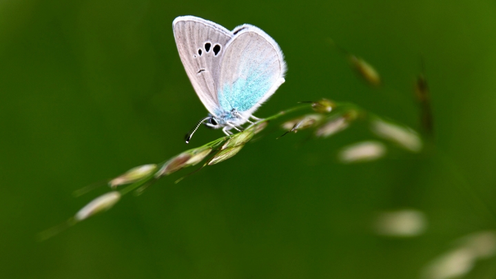 Экологи приписали военным США вклад в спасение редких бабочек