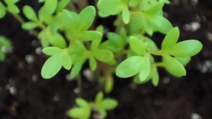 Лунный посевной календарь на 18 июля 2023: что сажать сегодня, советы садоводам и огородникам