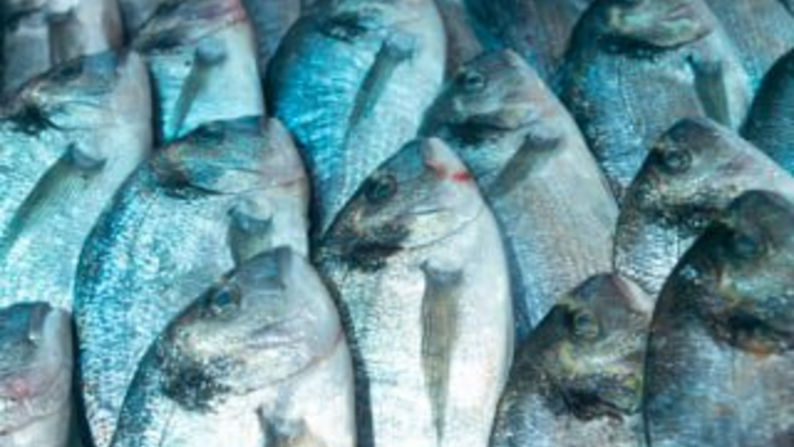 Сброс сточных вод: массовая гибель рыбы в Ростовской области