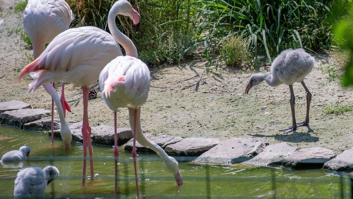 В Ростовском зоопарке впервые за десять лет на свет появились птенцы розовых фламинго