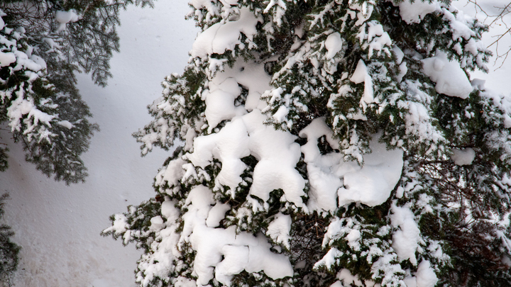 Облавы на ёлочных браконьеров начались в Пермском крае