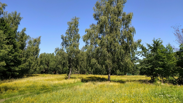 На Урале на женщину с ребенком упала береза от сильного порыва ветра