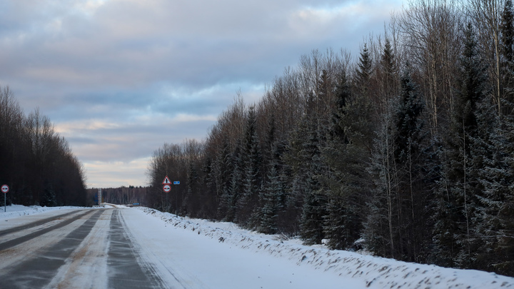 Жители Балашихи обратились к Путину из-за вырубки 20 га леса под новую трассу