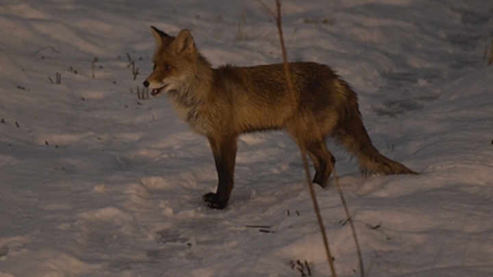 Дикие лисы разоряют село в Мордовии: Охотники и чиновники разводят руками