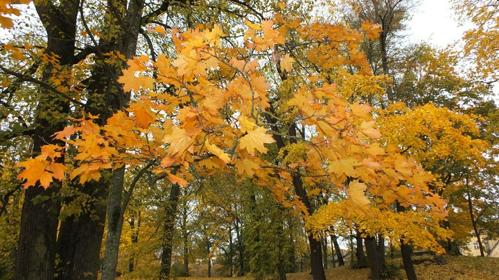 Последнее тепло года: Какую погоду ждать новосибирцам в выходные