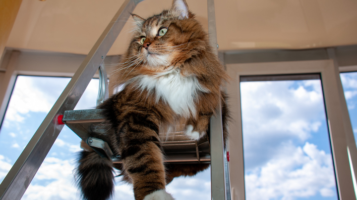 Кошка спасла семью от страшной смерти в Петербурге: как это произошло