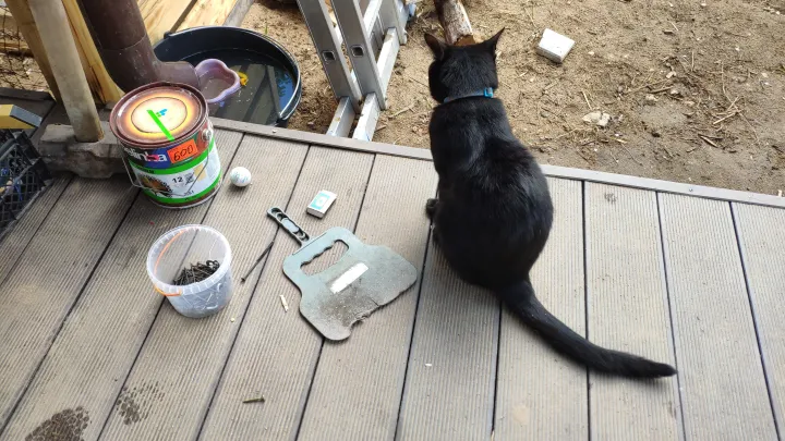 Хакеры взломали смарт-кормушку кота специалиста отечественной ИТ-компании