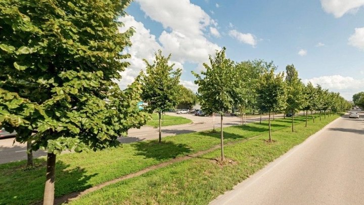 Выкопанные деревья на ул. Московской в Краснодаре предложат местным жителям