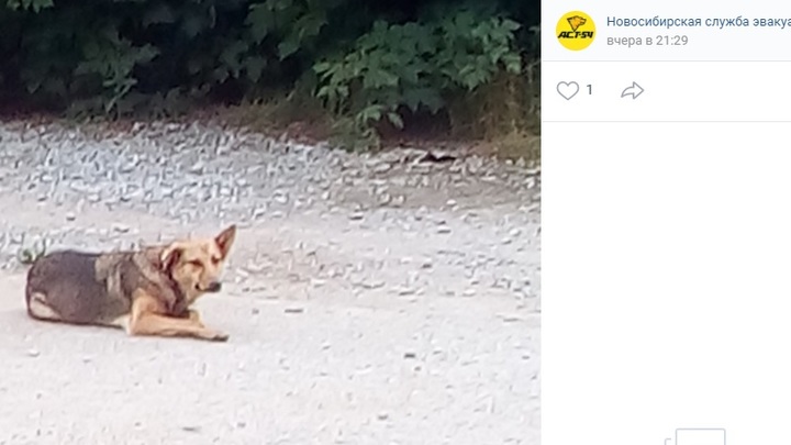 Бродячая чипированная собака укусила мужчину в Новосибирске