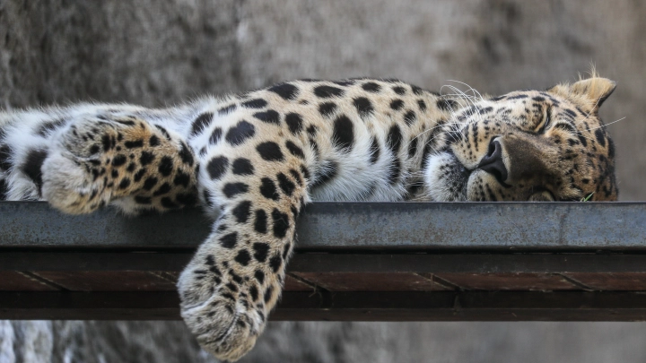 Собака спасла мальчика от смерти: он отделался легкими травмами