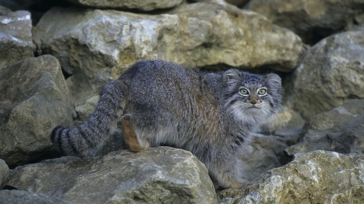 Манулов радует живая ива: в Ленинградском зоопарке отреставрировали вольер для диких кошек