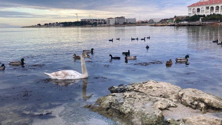 В Севастополь на зимовку прилетели лебеди