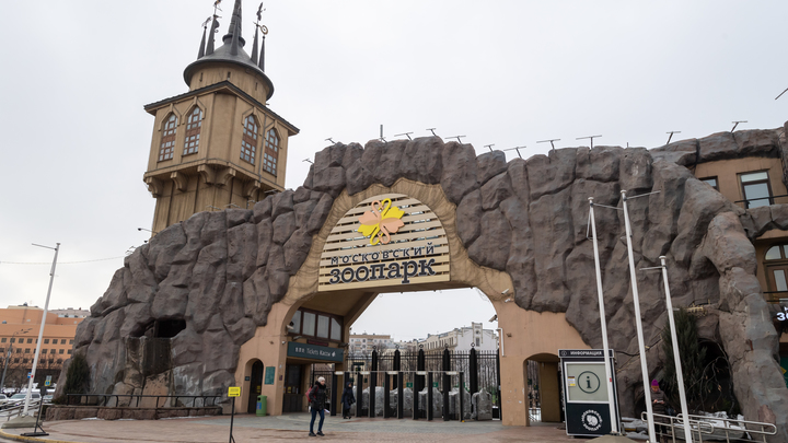 Морские котики переехали: в Московском зоопарке открылся павильон Ластоногие