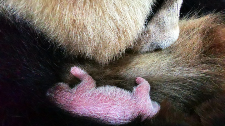 В России впервые родилась большая панда