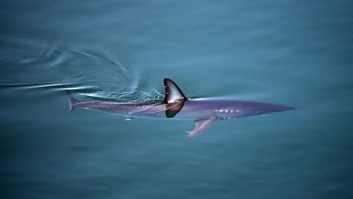 Акул-людоедов заметили у побережья Приморья