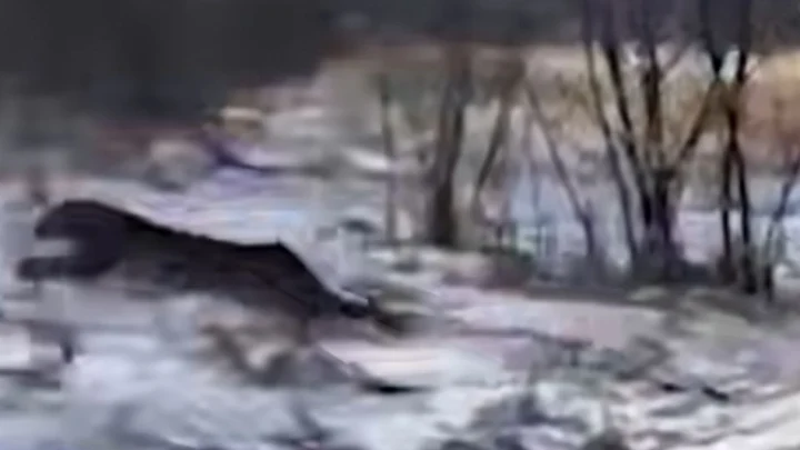 Леопард забрался на чердак дома в Приморье, хищника отпугнули выстрелами: видео