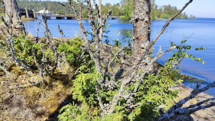 Mash: в Бурятии распилят озеро