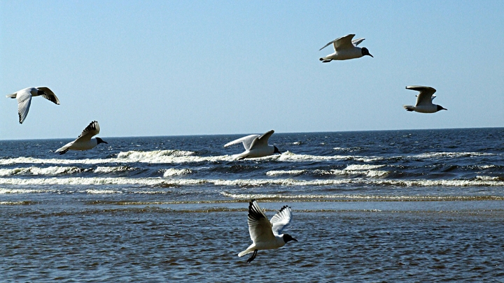 В Новороссийске ожидается сильный ветер до 23 м/с и полутораметровые волны