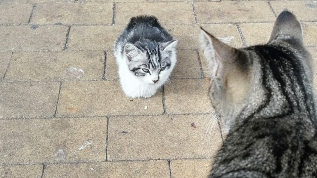 15 котиков. Брошенный кот. Добро кот. Кошки Донбасса. Кошки из Донбасса