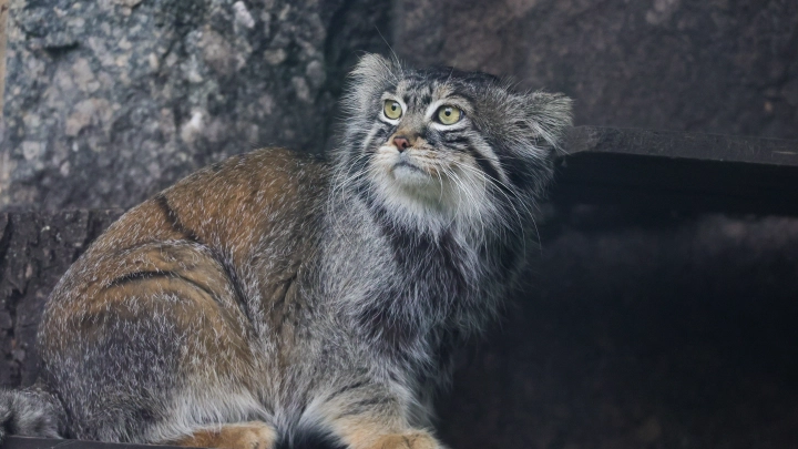 За зажировкой манула Тимофея можно наблюдать в трансляциях Московского зоопарка
