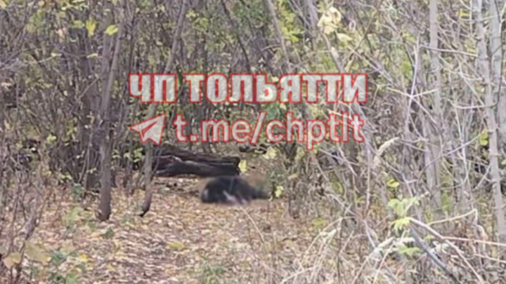 В лесу Тольятти обнаружено тело мужчины