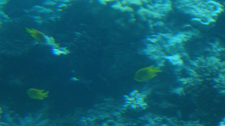 В Севастополе в музее-аквариуме во время шторма погибли более 500 обителей морских глубин