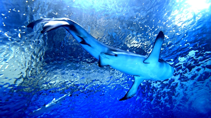 Меня до сих пор трясёт: участница Миссис Вселенная рассказала о жуткой встрече в Майями