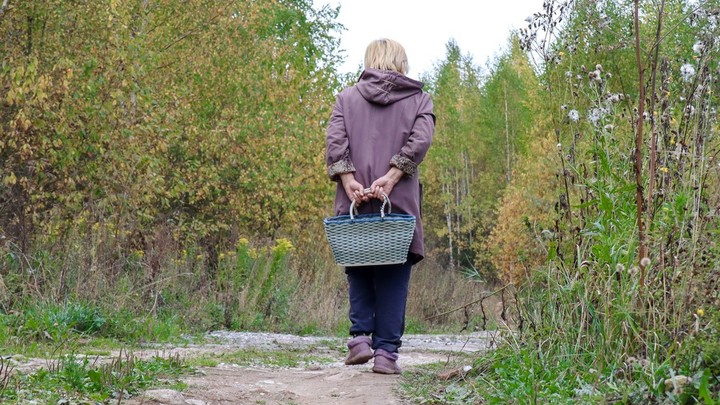 Грибной сезон в Петербурге 2022: в каких районах лучше собирать грибы