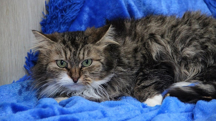 На Кубани в ближайшие три месяца стерилизуют 1 тыс. бездомных котов