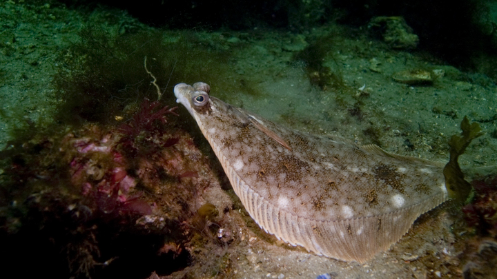 В Анапе мужчину оштрафовали на полмиллиона рублей за незаконный вылов камбалы