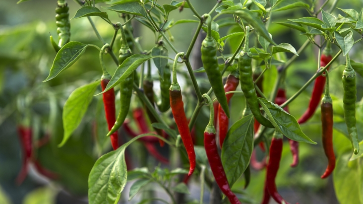 От такой остроты даже молоко не спасёт. Повар назвал антидот для жгучего перца