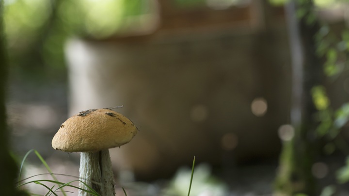 Насколько законно продавать грибы из леса: Юрист дал совет самозанятым